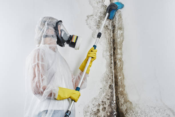 Best Residential Mold Removal  in Bensville, MD