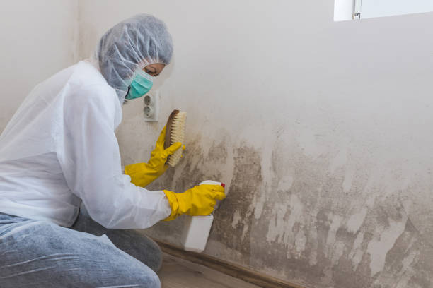 Best Fast Mold Removal  in Bensville, MD