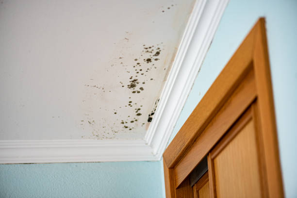 Best Affordable Mold Removal  in Bensville, MD