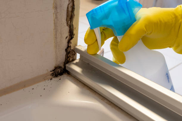 Best Black Mold Removal  in Bensville, MD