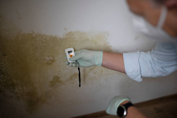 Best Emergency Mold Removal  in Bensville, MD