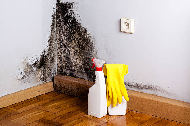 Mold Removal and Inspection in Bensville, MD