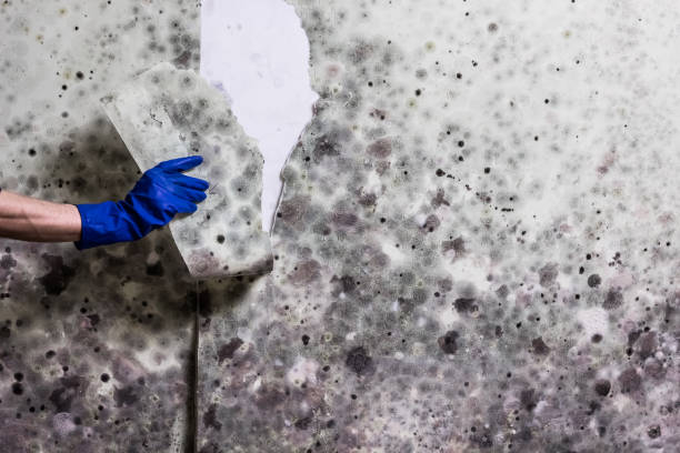 Best Same-Day Mold Removal  in Bensville, MD